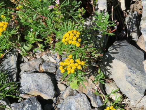 Ajania rupestris, photograph 4