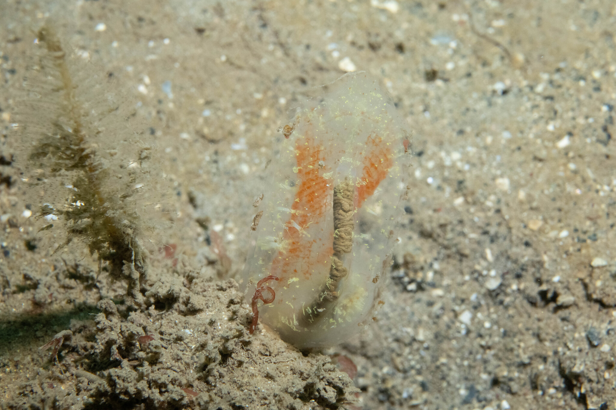 Corella parallelogramma (Müller, 1776)