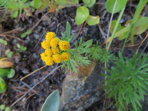 Ajania rupestris, photograph 5