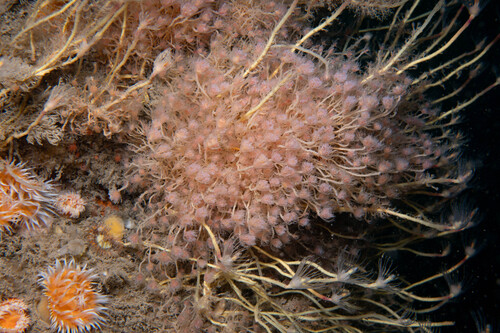 ringed tubularia