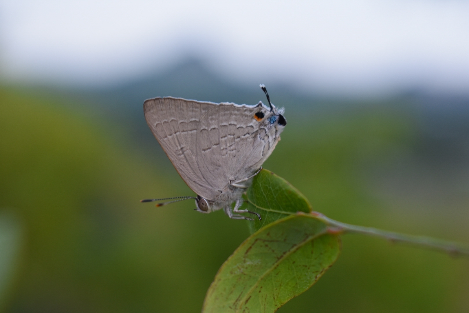 Common Guava Blue