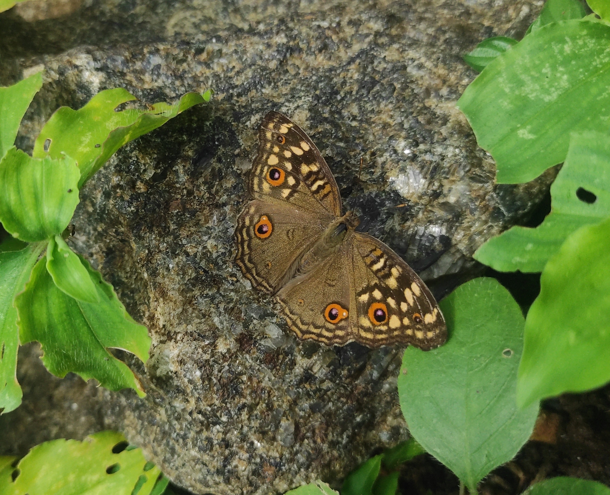 Lemon Pansy