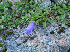 Campanula chamissonis