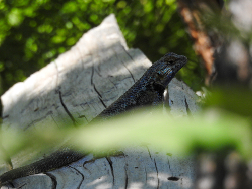 iNaturalist observation photo of Western Fence Lizard