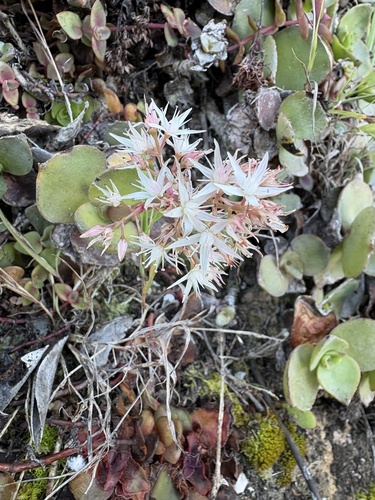 Crassula lactea