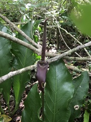 Anthurium schlechtendalii