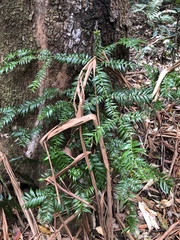 Araucaria bidwillii