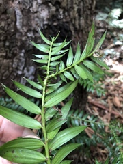 Araucaria bidwillii