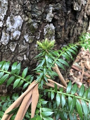 Araucaria bidwillii