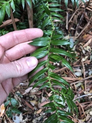 Araucaria bidwillii