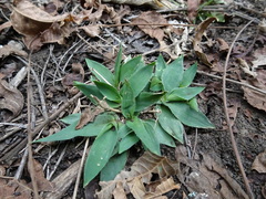 Dichanthelium sphaerocarpon