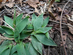 Dichanthelium sphaerocarpon