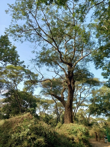 poison-pod false-thorn