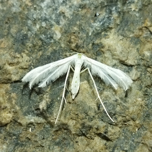 White plume moth