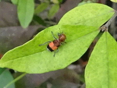 Enoclerus ichneumoneus