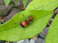 Enoclerus ichneumoneus