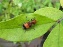 Enoclerus ichneumoneus