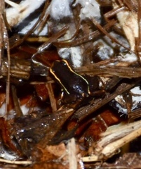 Eleutherodactylus iberia