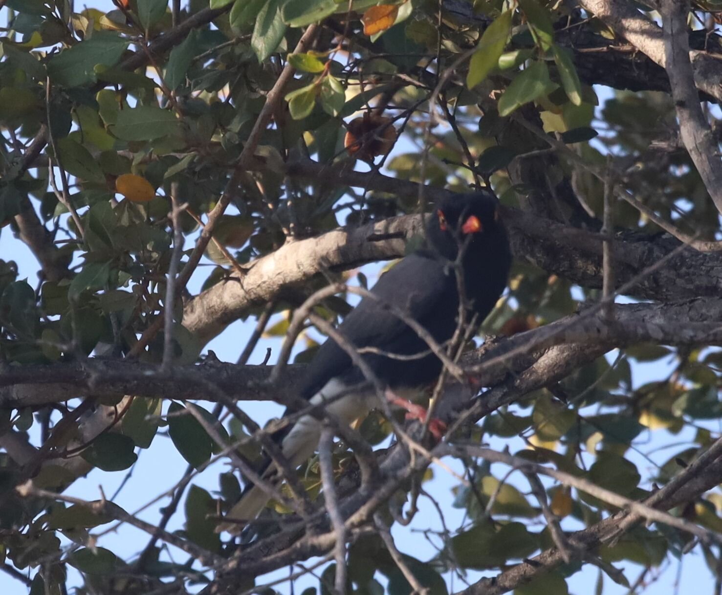 Retz's Helmetshrike (Prionops retzii), photo 10