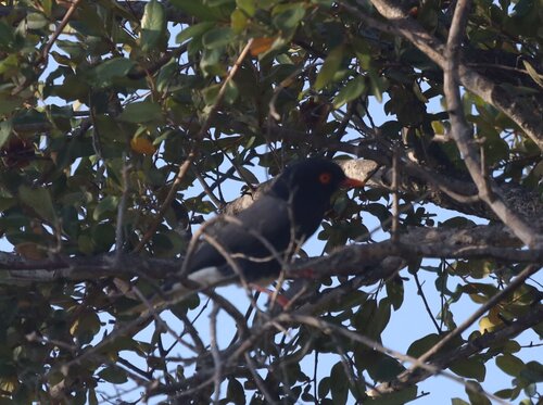 Retz's Helmetshrike (Prionops retzii), photo 9