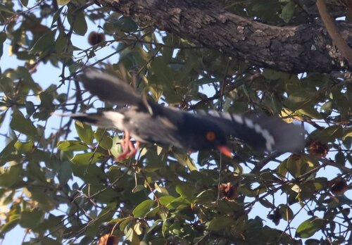 Retz's Helmetshrike (Prionops retzii), photo 3