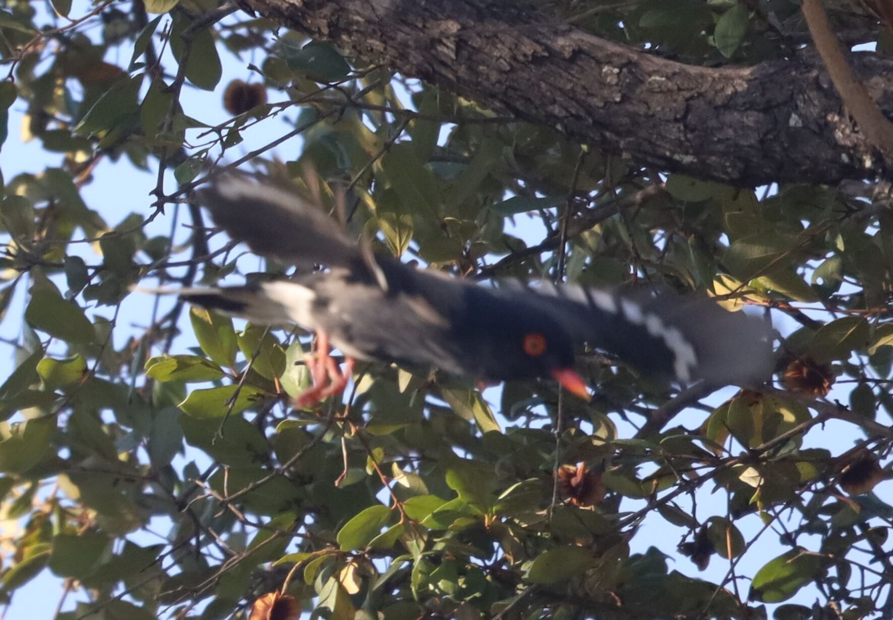 Retz's Helmetshrike (Prionops retzii), photo 9