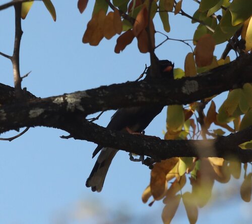 Retz's Helmetshrike (Prionops retzii), photo 10