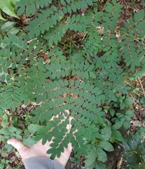 Adenanthera