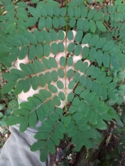 Adenanthera