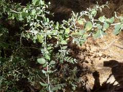 Ceanothus leucodermis