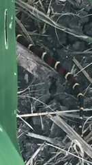 Lampropeltis annulata