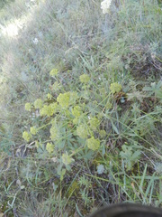 Bupleurum americanum