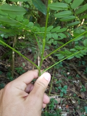 Adenanthera