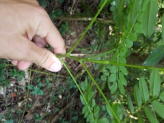 Adenanthera