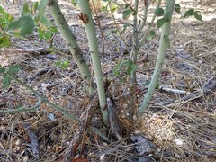 Ceanothus leucodermis