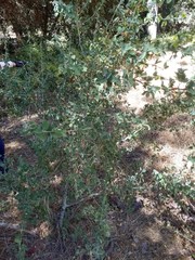 Ceanothus leucodermis