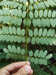 Adenanthera