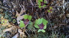 Oxalis tetraphylla