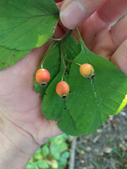 Crataegus calpodendron