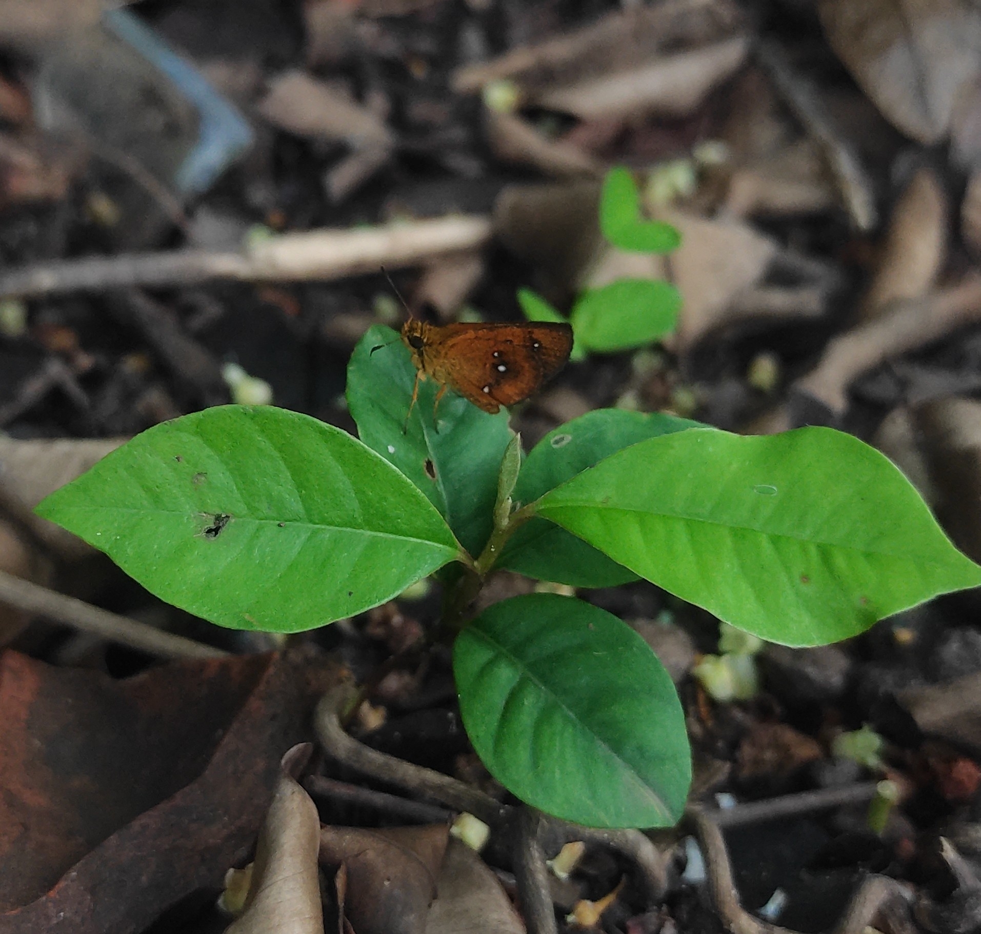 Chestnut Bob