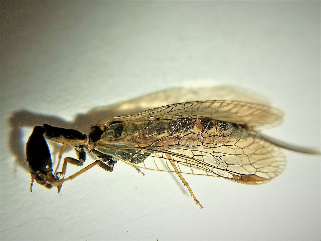 Phaeostigma biroi