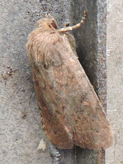 Pseudorthodes vecors