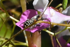 Anthidium maculosum