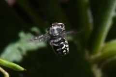 Anthidium maculosum