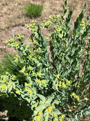 Euphorbia chamaesula
