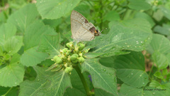 Hypolycaena