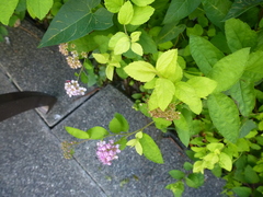 Spiraea