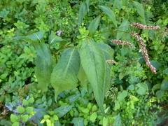 Persicaria