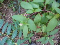 Phytolacca americana