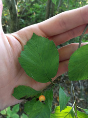 Crataegus calpodendron